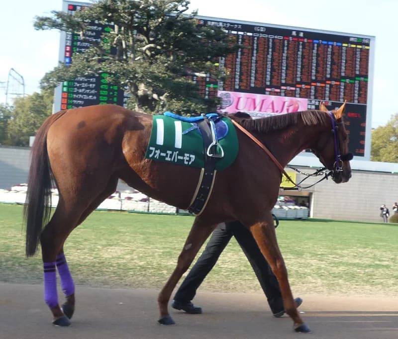 【クラスターC2016予想】昨年の覇者・ダノンレジェンドが斤量60キロで連覇なるか?!