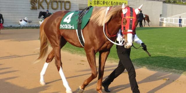 ウインフルブルーム引退、今後は乗馬に