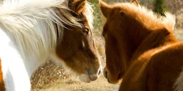 【北九州記念2016予想】前走どのレースを使った馬が有利か?