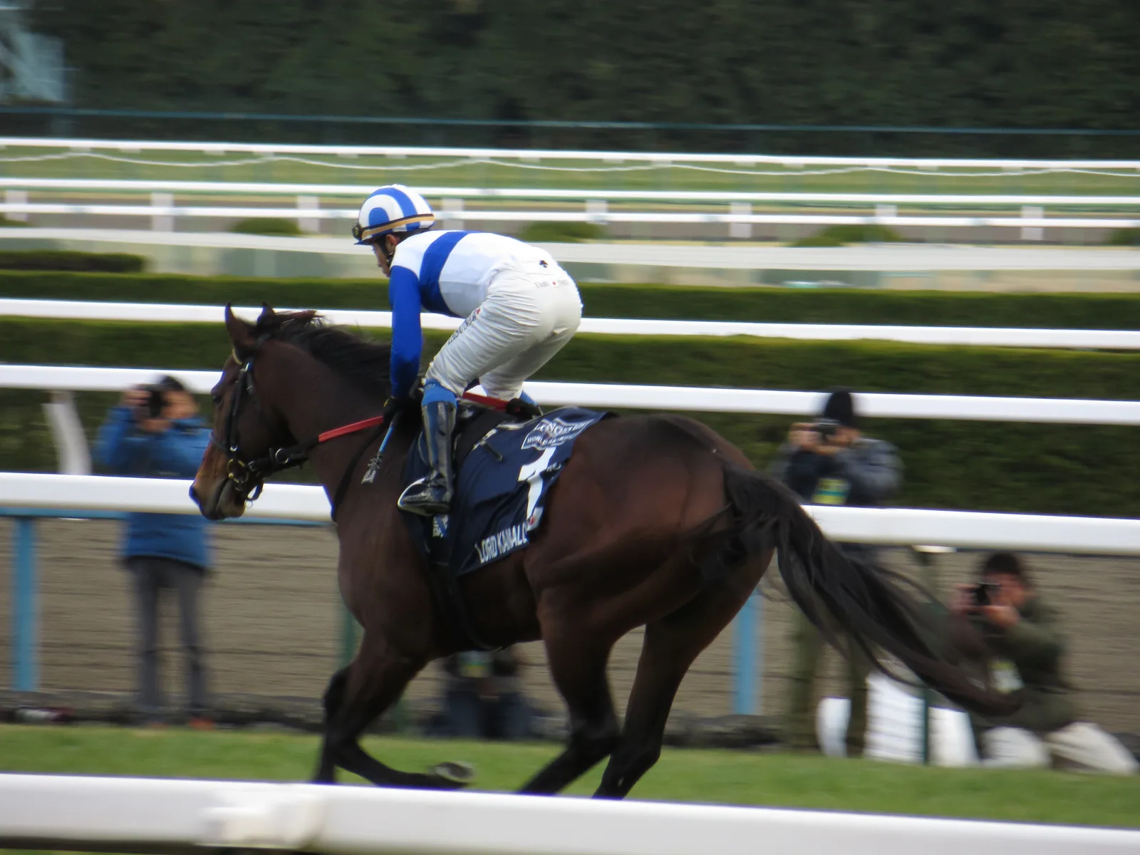 【日本ダービー2018予想】父系の不安も解消されたステルヴィオに期待!