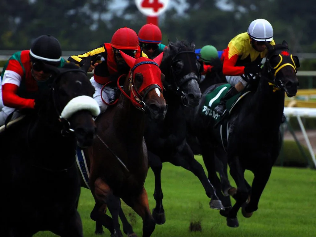 【新潟記念2016予想】波乱の使者となるか?バーディーイーグル