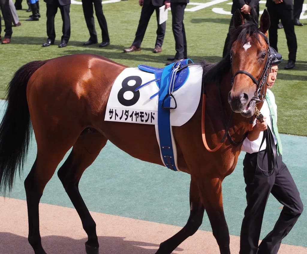 【神戸新聞杯2016予想】サトノダイヤモンド堅い。ヒモ荒れに期待したい