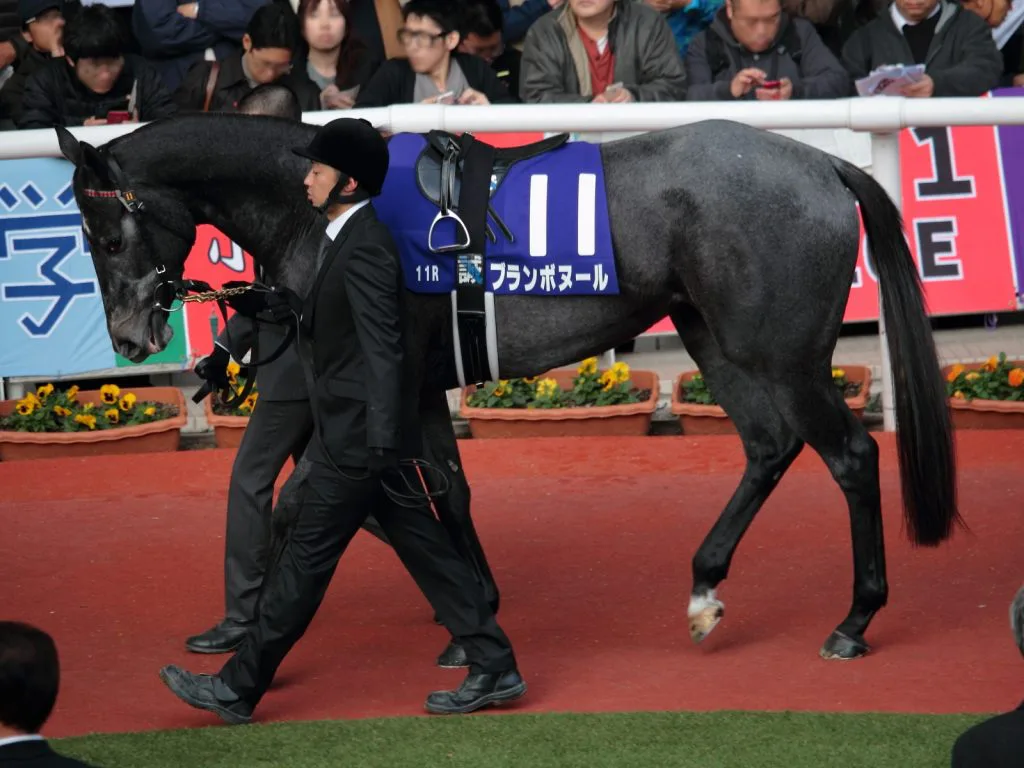 【シルクロードS予想2017】ベテラン騎手の味をもう一度!