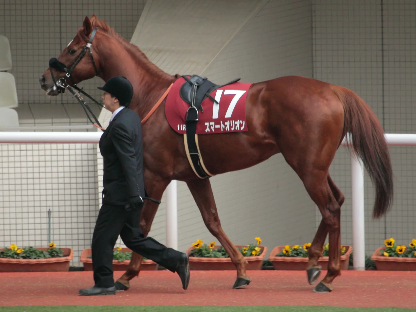 【京成杯AH予想】善戦続きの4歳牝馬スマートリアン、初の重賞制覇となるか?
