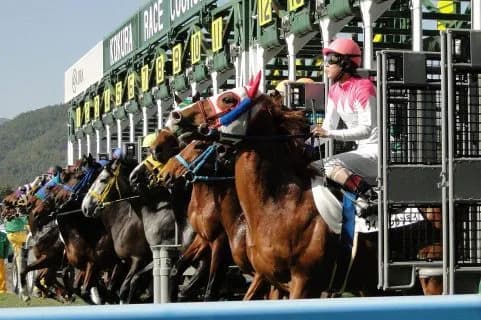 【アネモネS予想2019】ルガールカルム、全頭1勝の横並びながら実績上位か?