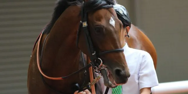 サトノダイヤモンドは大阪杯から宝塚記念を目標に