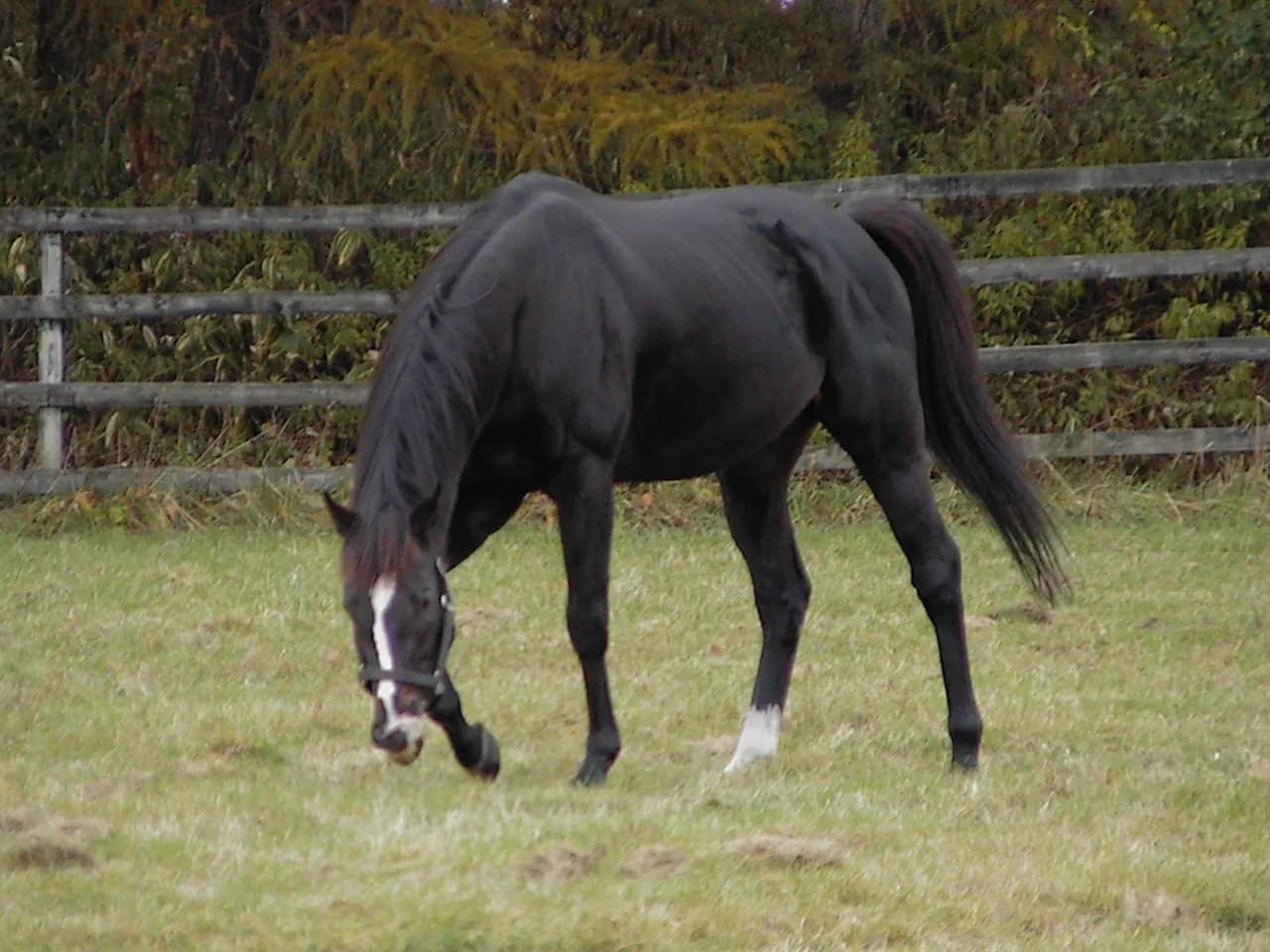 単なる代替種牡馬じゃない、ブラックタイド産駒400勝達成