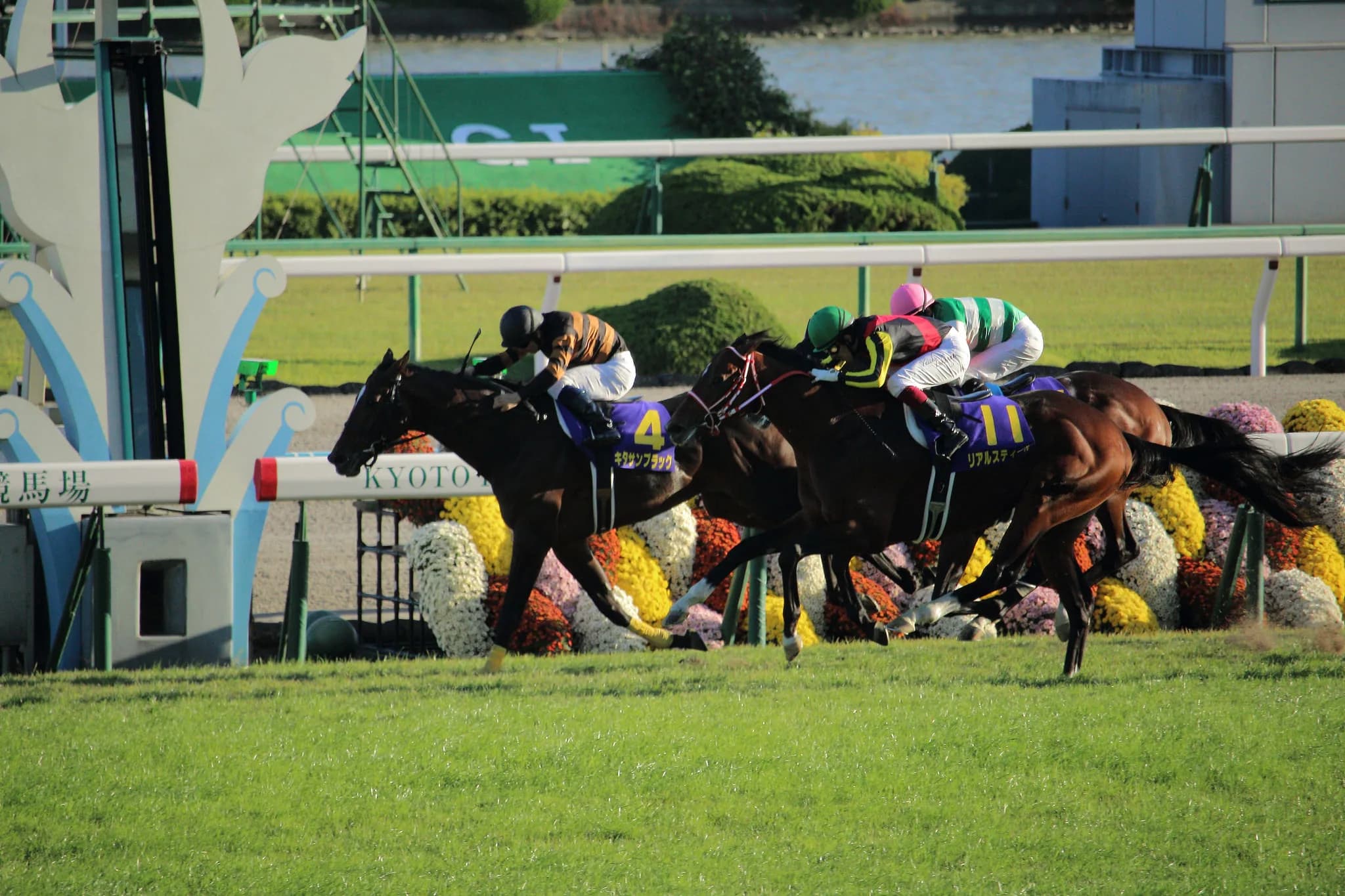 【京都大賞典2016予想】超堅実派のキタサンブラックで間違い無し?初の1番人気も油断は禁物
