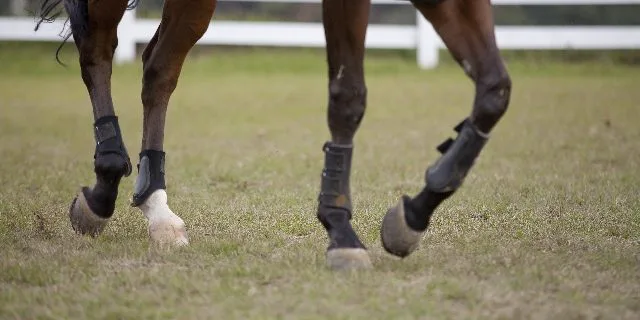 【ホープフルS2017】ルーカス、調教中に放馬。出走は回避