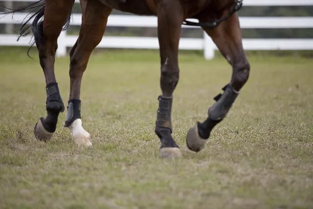 【ホープフルS2017】ルーカス、調教中に放馬。出走は回避