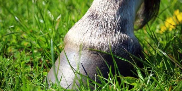 JRA重賞連続V更新、功労馬クロフネ記録どこまで伸ばせるか