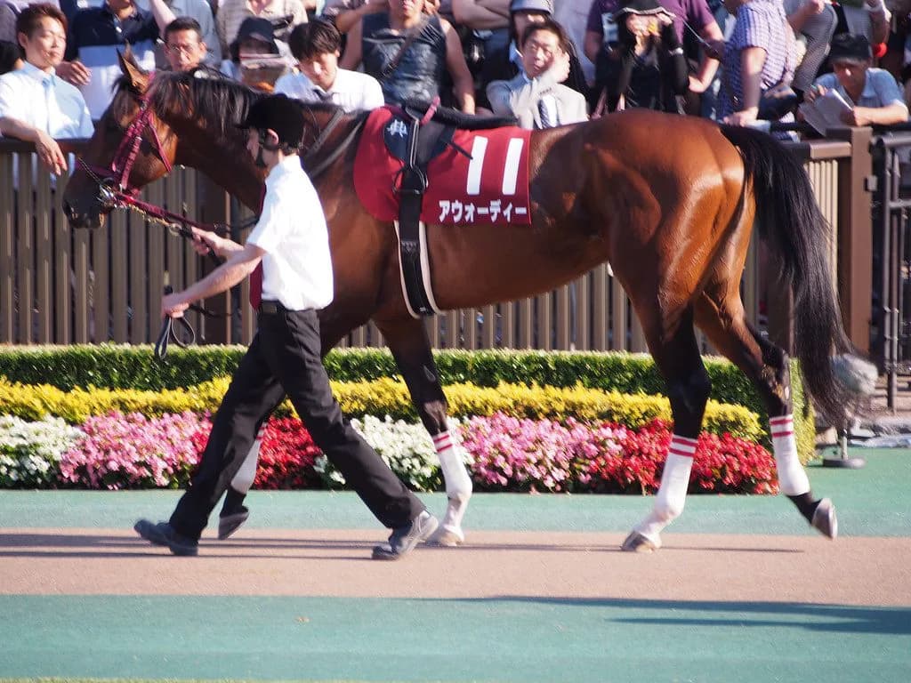 【JBCクラシック予想2016】コパノの弱点を熟知したアウォーディー武豊が一枚上手か