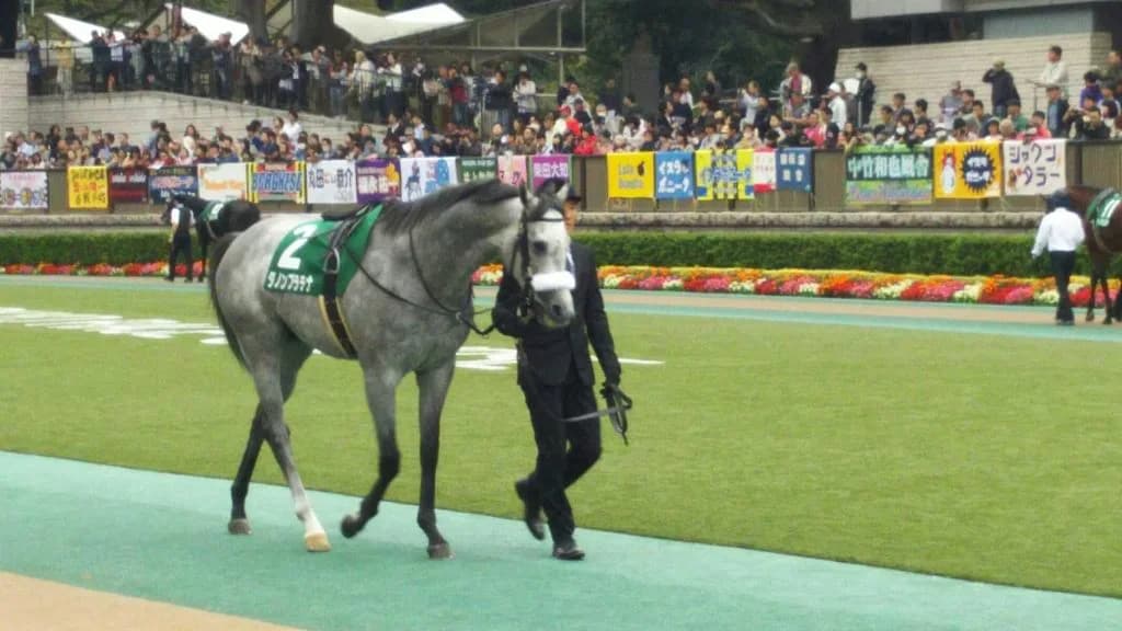 ダノンプラチナ、引退。今後は南アフリカ共和国で種牡馬に