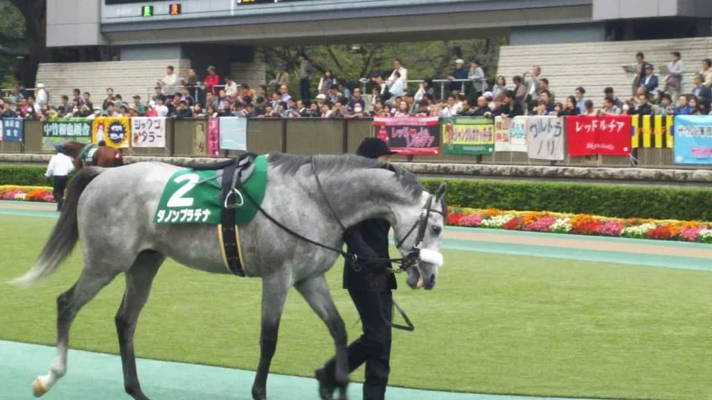 【東京新聞杯2018予想】東京マイルならこの馬!ダノンプラチナ✕田辺騎手の新コンビに注目
