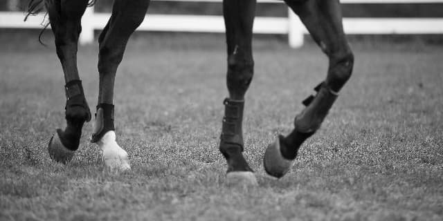 メラグラーナ、レース中の骨折で予後不良に