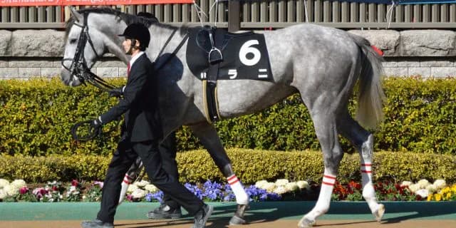 ラニ、現役引退し種牡馬へ。種付料は50万