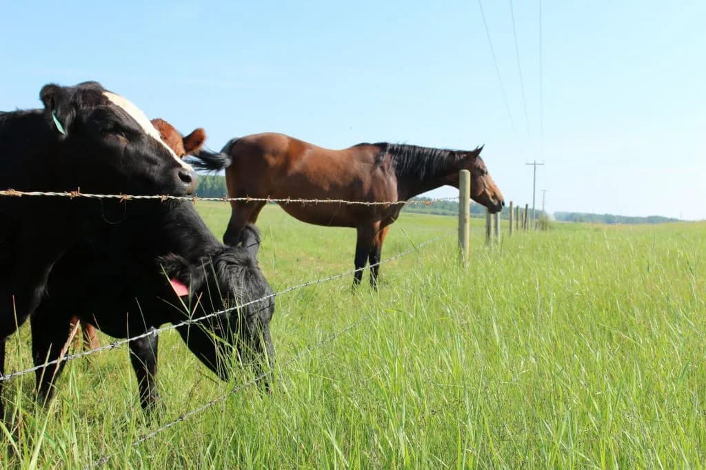 セレクトセールより庭先取引