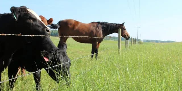 セレクトセールより庭先取引