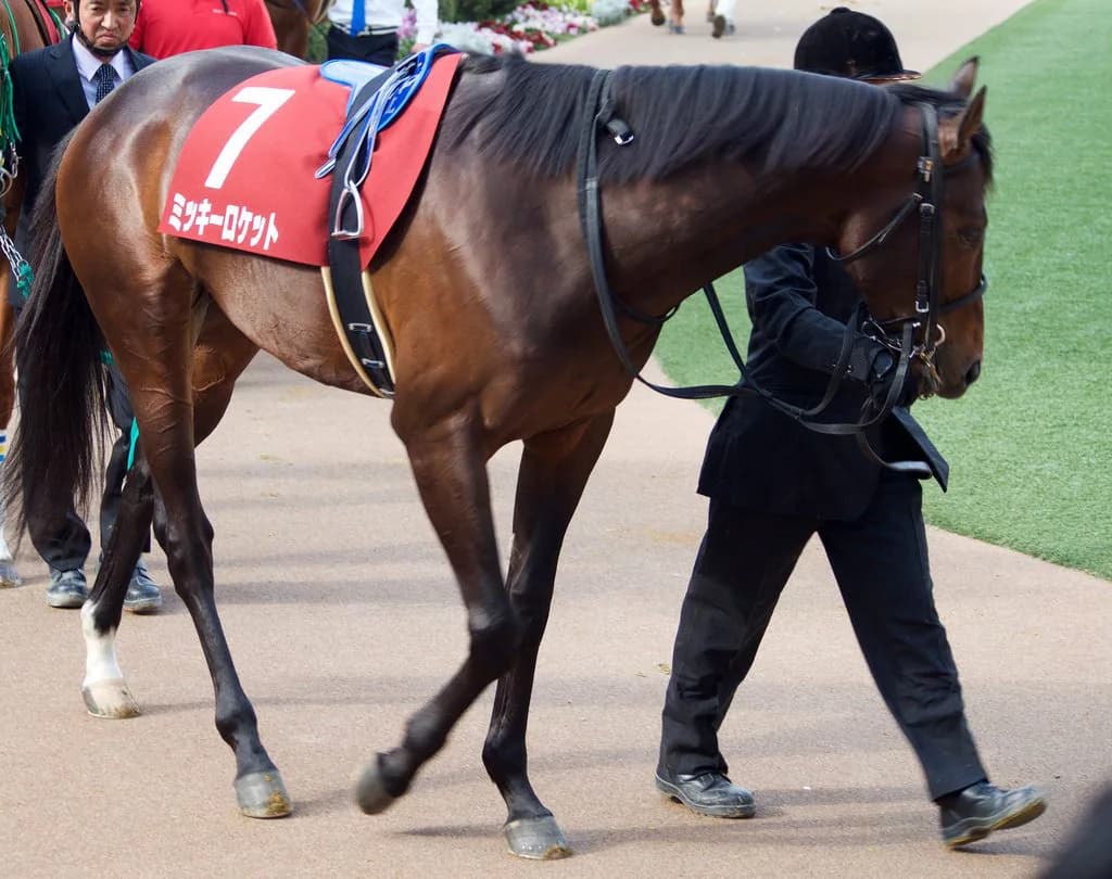 【日経新春杯2018予想】有力馬3頭の激戦!ミッキーロケット連覇なるか?