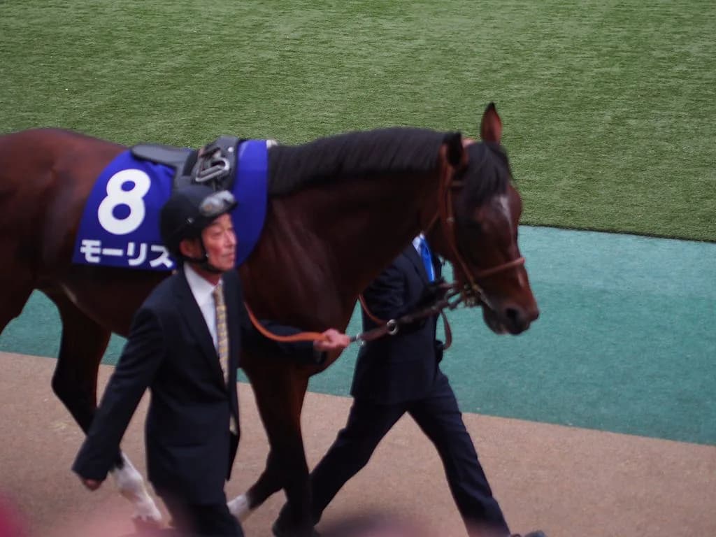 モーリス、無事スタッドイン。産駒デビューは2020年予定