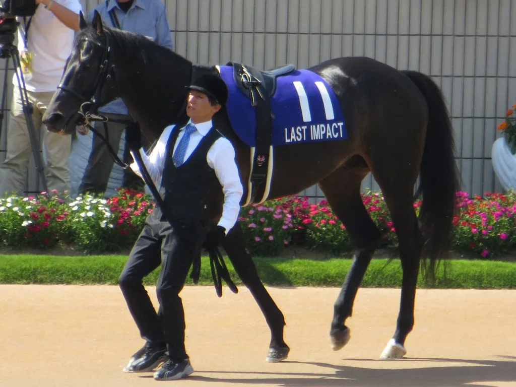 ラストインパクト引退、今後は乗馬に