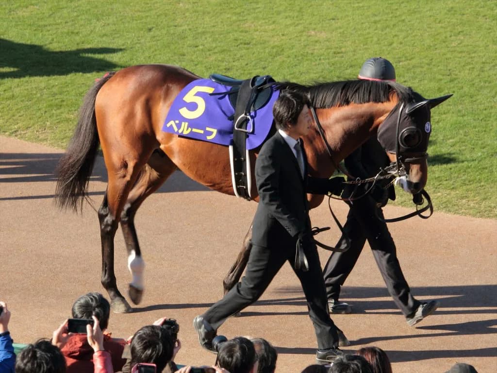 【都大路S予想2017】混戦を断つのはベルーフだ!!