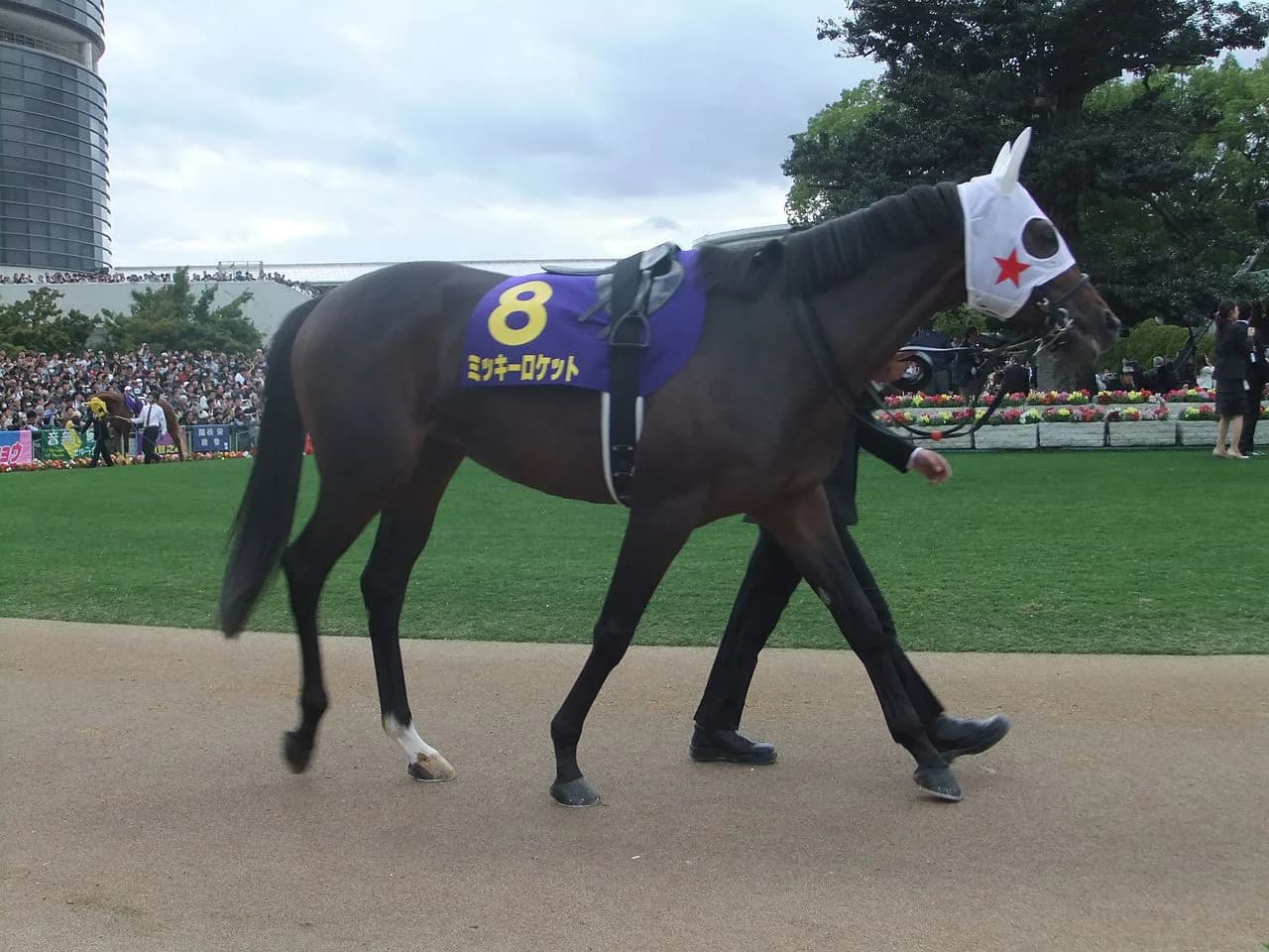 【京都記念2017予想】重賞連勝だミッキーロケット!!