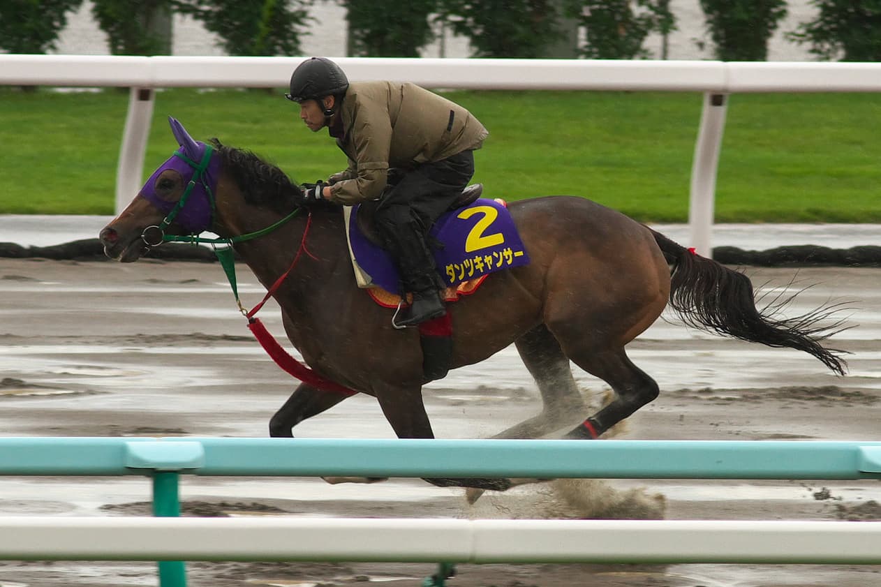 【京都牝馬S注目馬2017】穴党は見逃せないダンツキャンサー!平坦の芝1400はベスト舞台