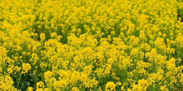 【クイーンC2017注目馬】意外にも出世レースな”菜の花賞”の勝ち馬に注目!