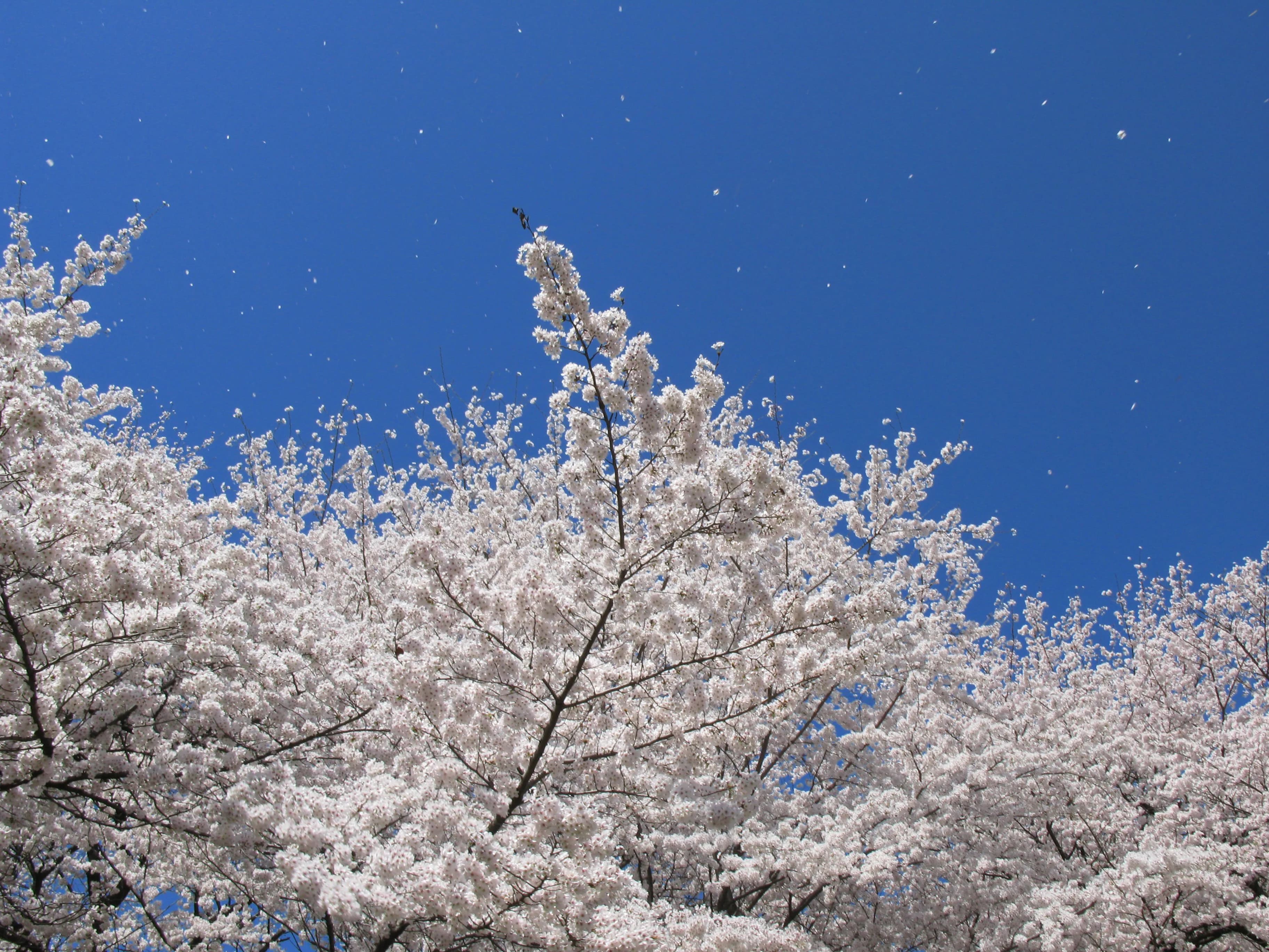 【大阪杯2017予想】桜の季節に桜が満開!サクラアンプルール