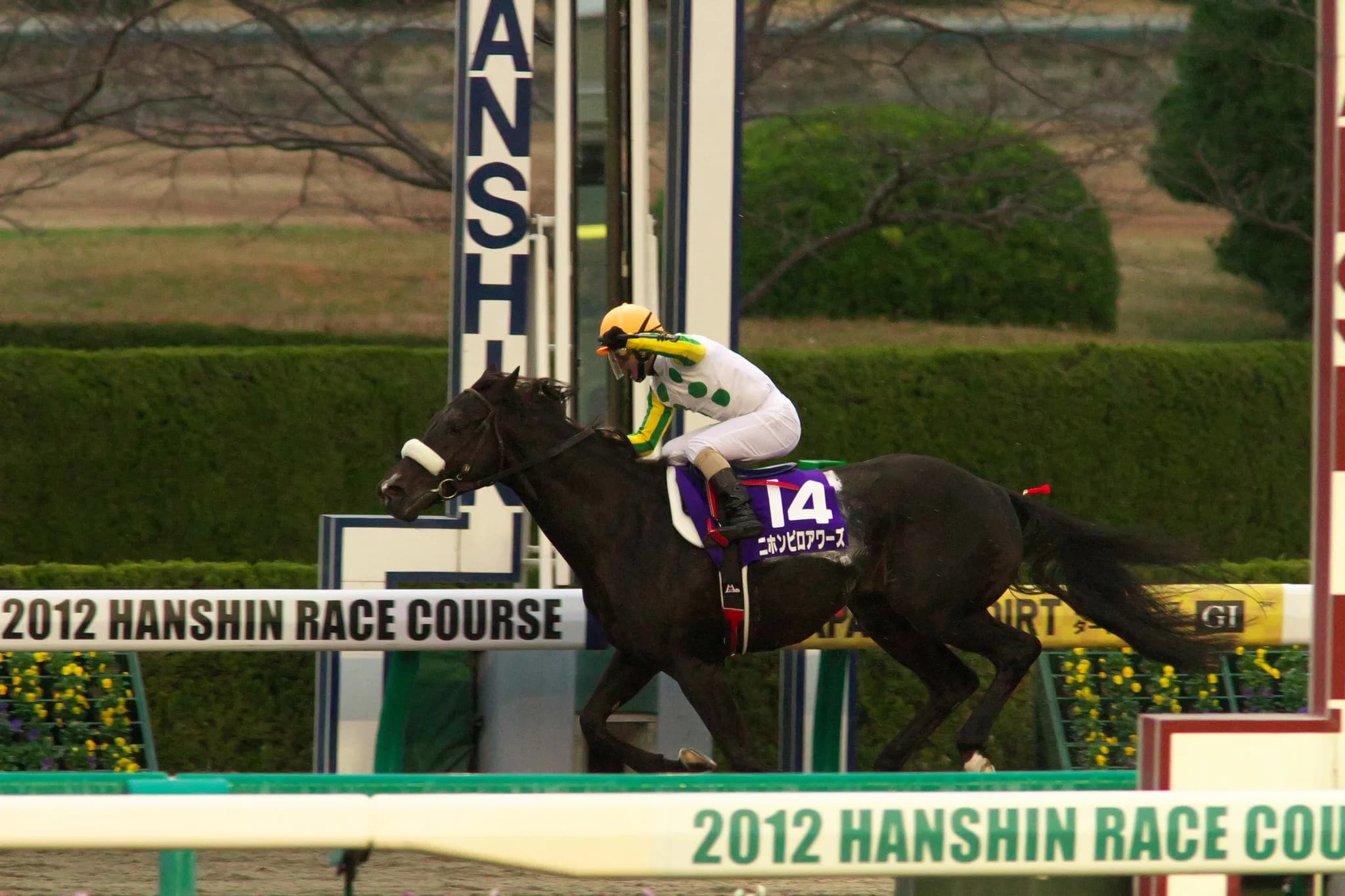 【阪神競馬予想2017】荒れるとすればココ!阪神12Rはニホンピロシナバー