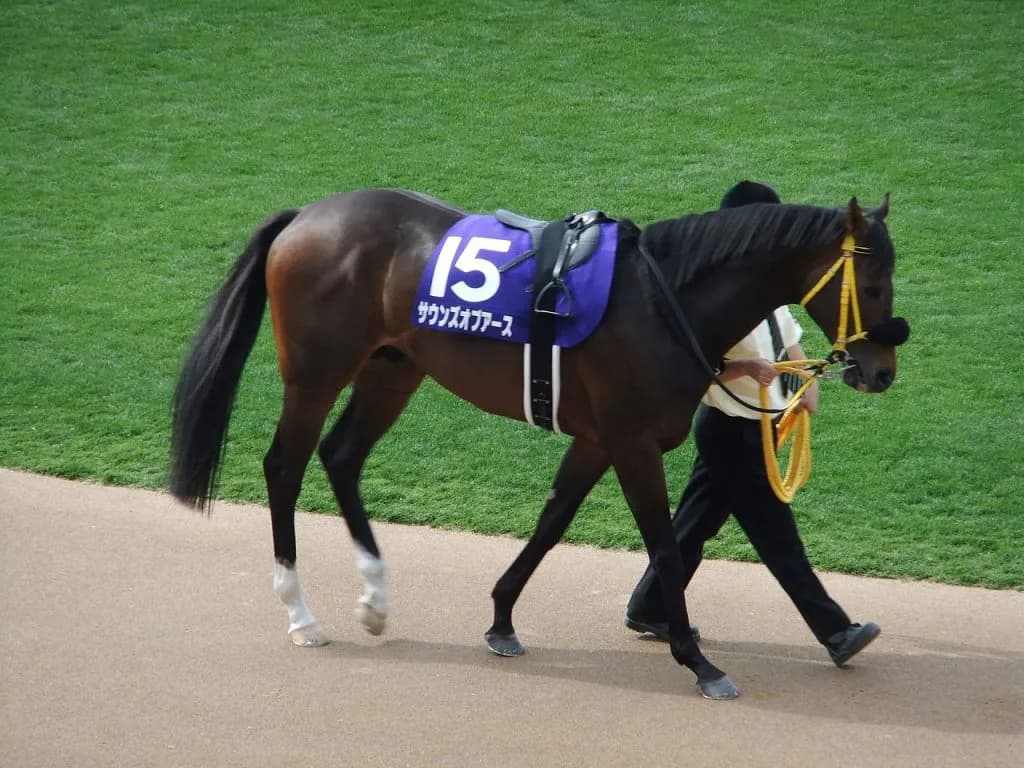 【JRA】「最強の2勝馬」サウンズオブアースが亡くなる、大腸炎発症のため