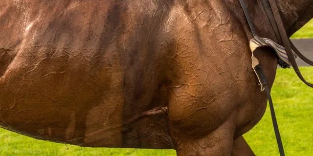 オールカマー13着のソーヴァリアントは心房細動の発症が判明