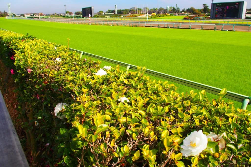 【ダービー卿CT予想2020】春のマイル戦線を盛り上げるハンデG3!プリモシーンやマイスタイルなど出走予定馬を考察