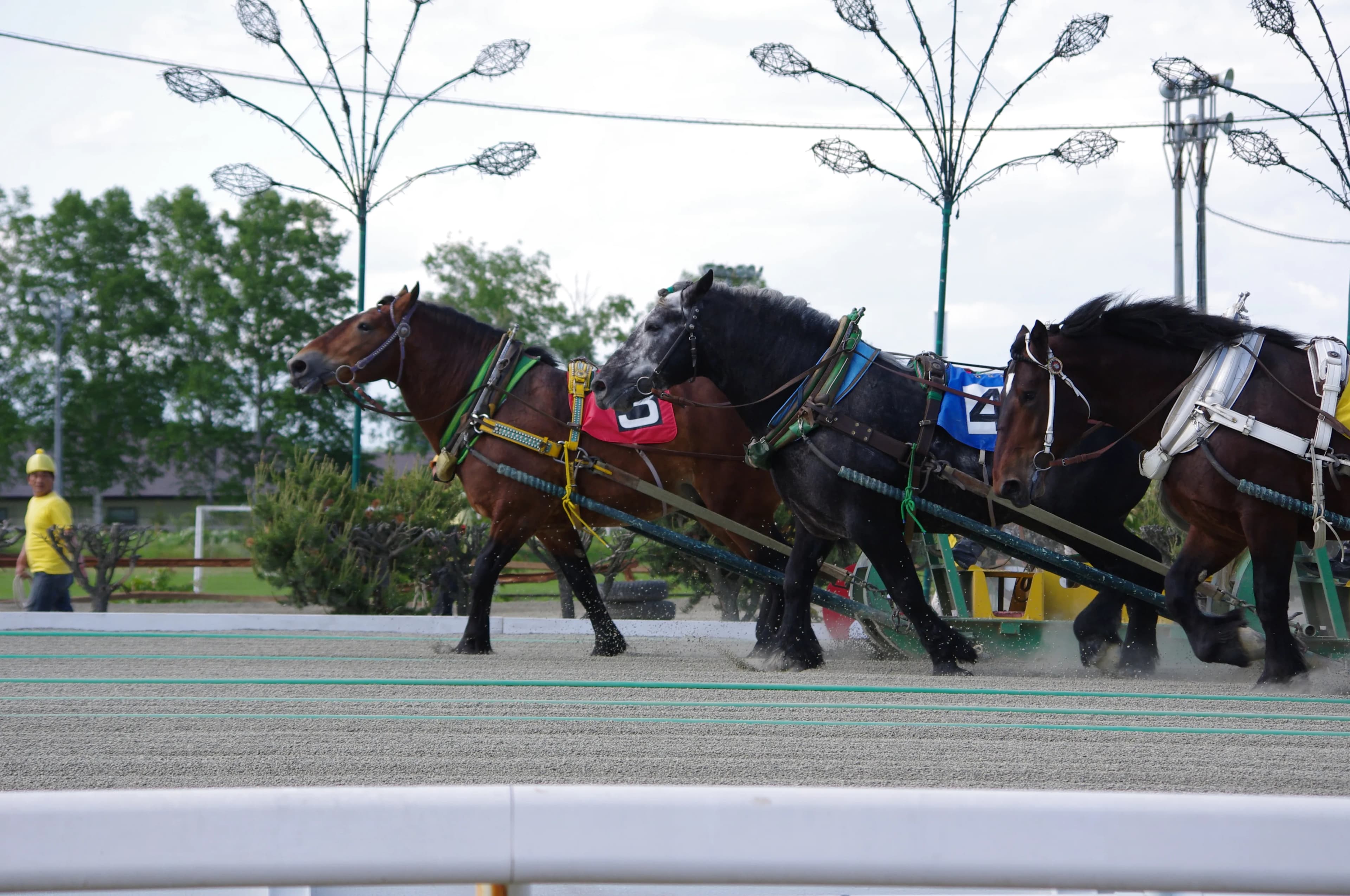 競馬だけの問題じゃない?ばんえい競馬復活へのカギ、まずは生産者から