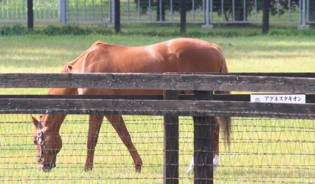 【馬ニアな話】ターフに現れた超光速素粒子