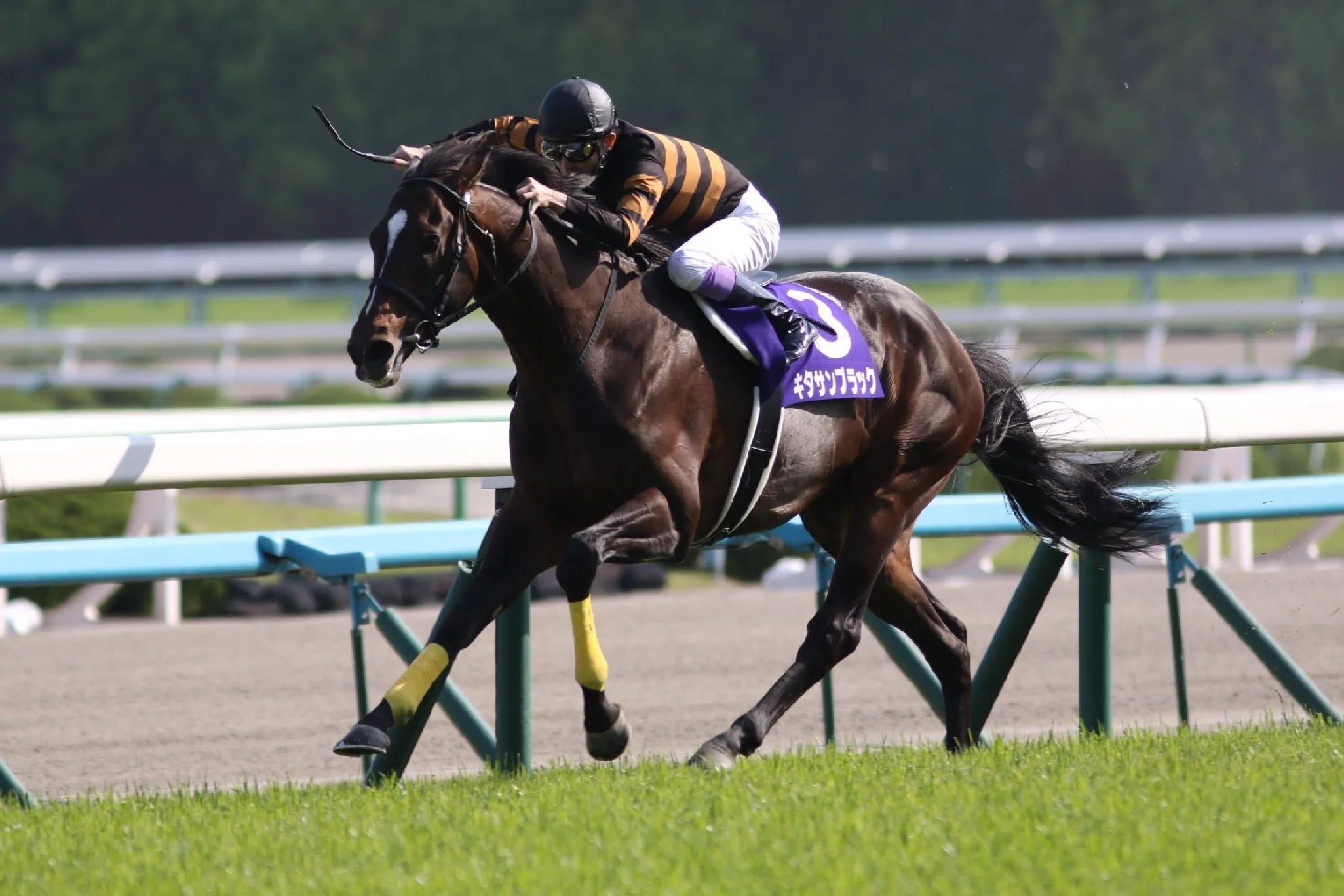 宝塚記念を控え、キタサンブラック春古馬G1完全制覇なるか?