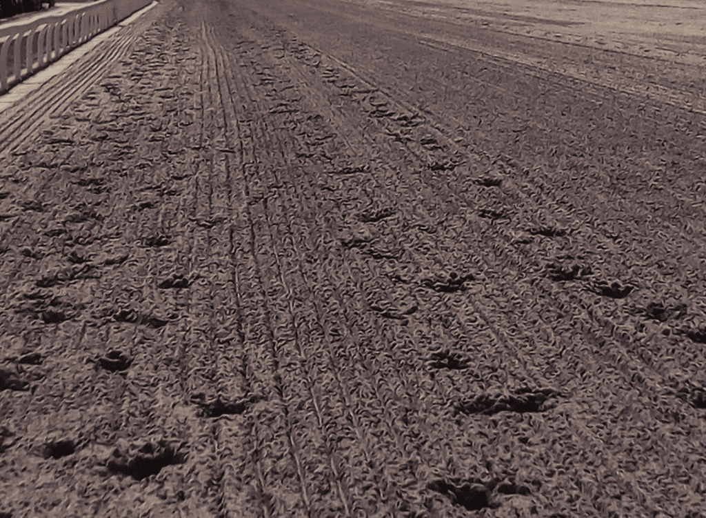 【ドバイゴールデンシャヒーン2021予想】勝ち負け必至か?日本馬4頭出走の注目レース