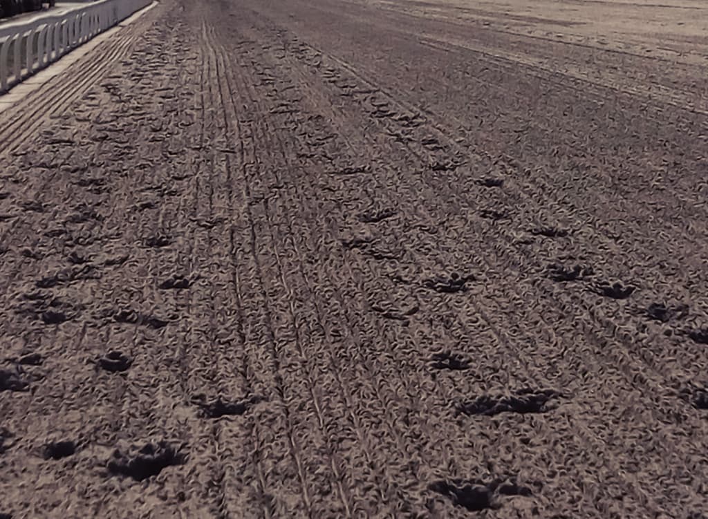 【根岸S予想2018】1400mはベストの条件、キングズガードが差し比べを制す!