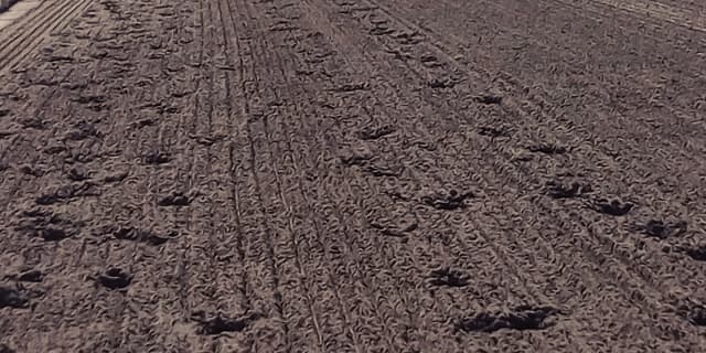 【根岸S予想2018】1400mはベストの条件、キングズガードが差し比べを制す!