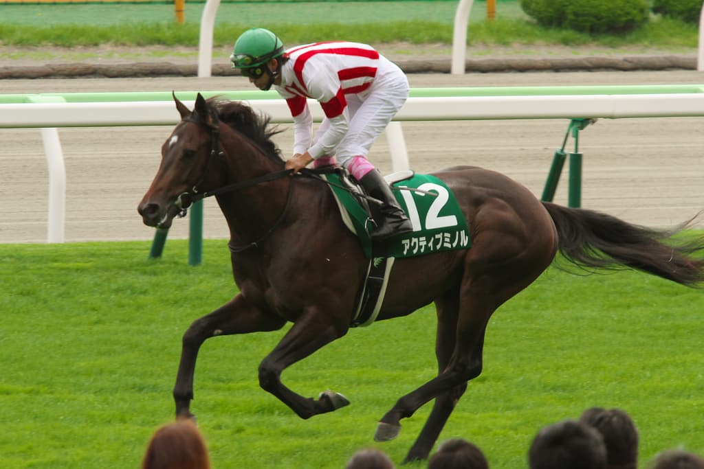 アクティブミノル、船橋競馬へ移籍