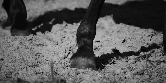 ヴェルトライゼンデ屈腱炎で長期離脱、兄ワールドプレミアとの直接対決は“おあずけ”