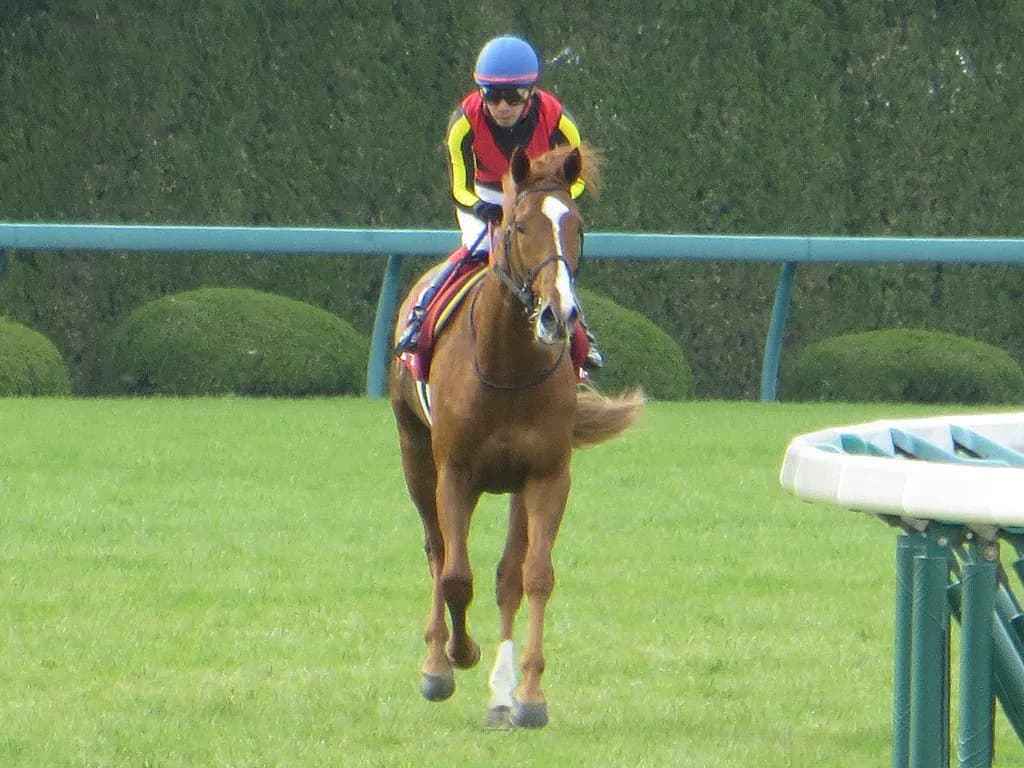 ステイゴールド後継争い、オルフェーヴル一歩リードも熾烈化か