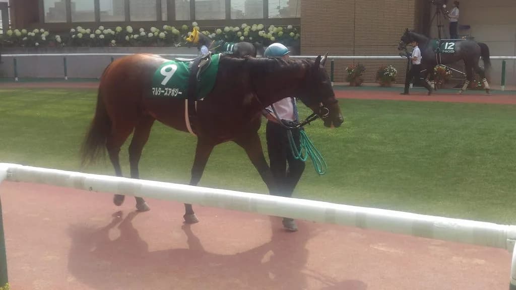 JRA重賞3勝馬マルターズアポジーが引退、種牡馬に