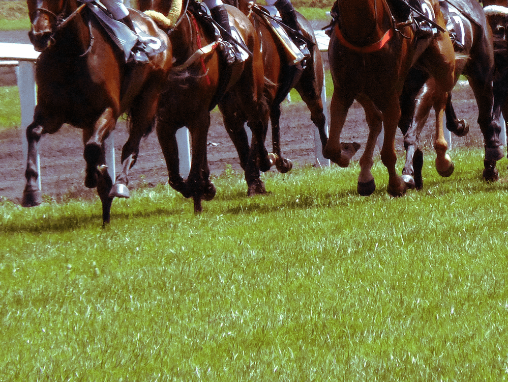 【セントライト記念2019予想】中山の馬場傾向は?先週の芝レースの脚質別・枠順別成績