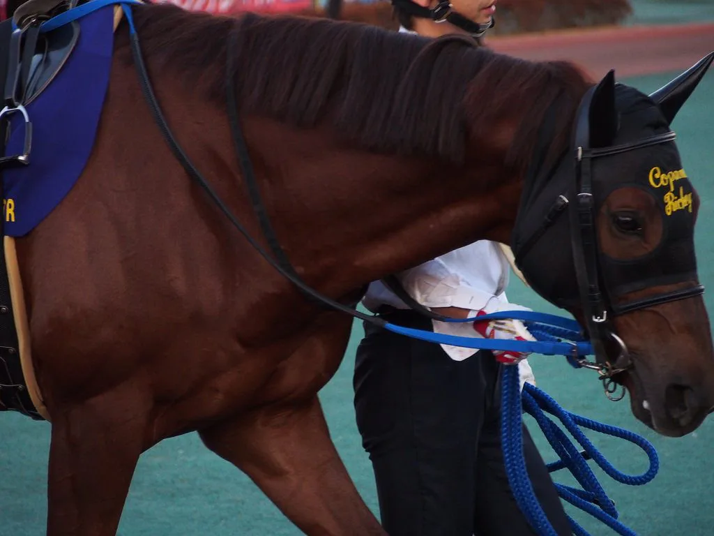 コパノリッキー来春から種牡馬に、亡きゴールドアリュールの後継として期待大