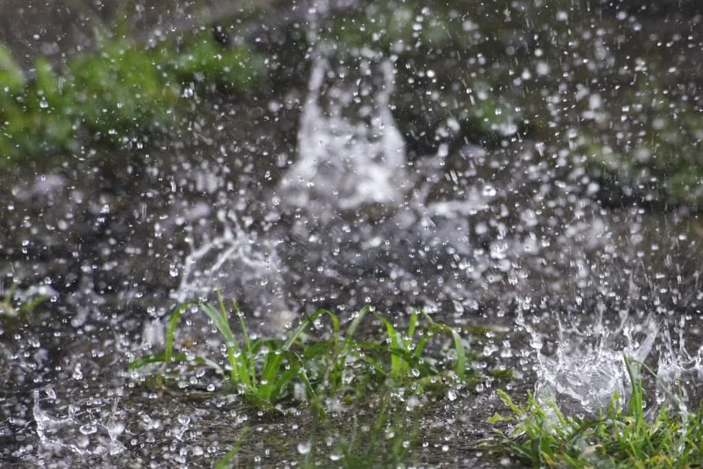 【ヴィクトリアマイル2025予想】雨の影響はいかに?重馬場巧者サフィラの逆襲劇なるか