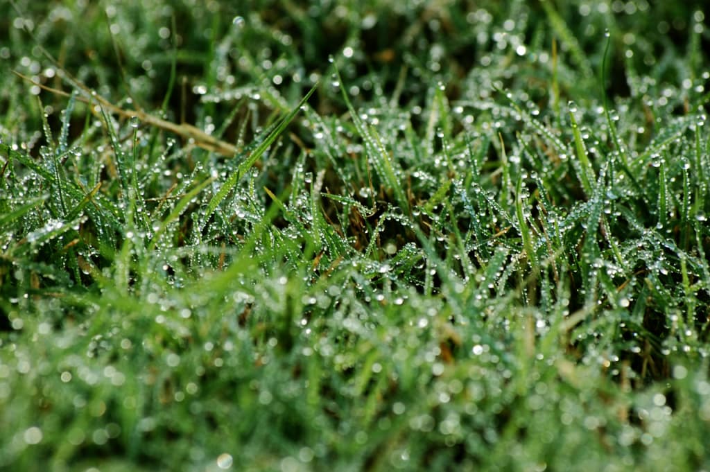 JRAスプリングC(2020)雨でもOK!穴馬は重馬場適性の高いあの馬?