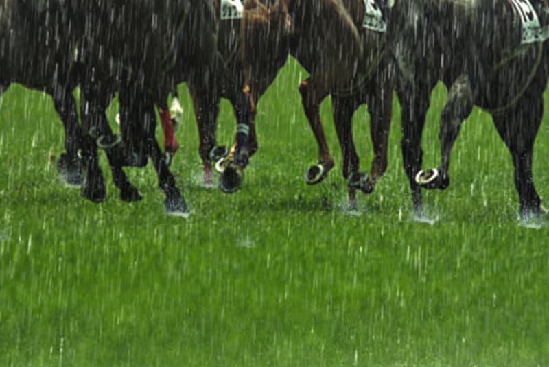 【新潟記念2019予想】新潟の馬場傾向や雨の影響は?先週の芝レースの脚質別・枠順別成績