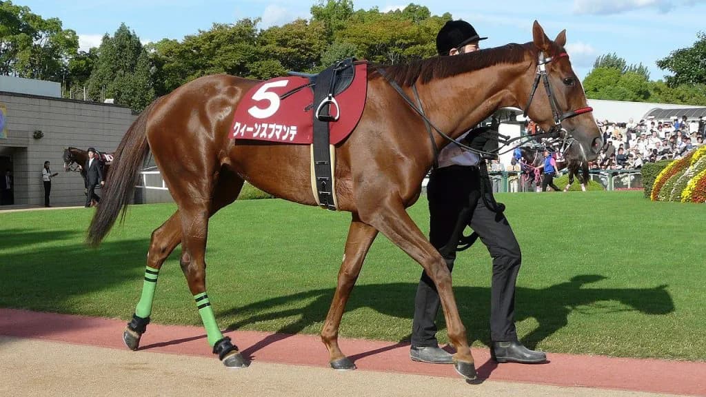 【エリザベス女王杯2017予想】今年重賞2勝のマキシマムドパリ、8年前のクィーンスプマンテの再来を魅せるか!?